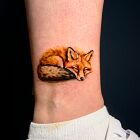 Colorful fox by the ankle