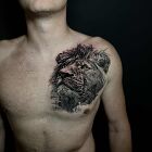Lion on the cage