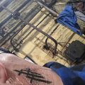 Pielęgnacja tatuażu - Blaknący tatuaż tydzień po tatuowaniu