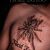 tarantula