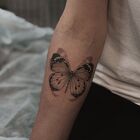 Delicate Butterfly