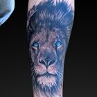 Lion with blue eyes