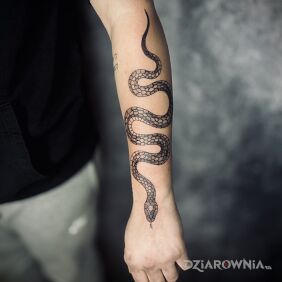 Tatuaż Wąż na ręce motyw: czarno-szare styl: graficzne / ilustracyjne
