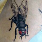 Fly