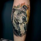 Portret Amstaff