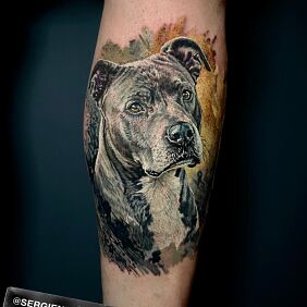 Tattoo Portret Amstaff on the calf motif: colorful style: realistic