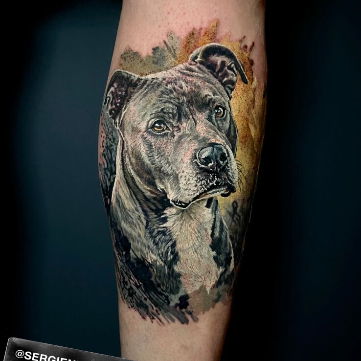 Tattoo Portret Amstaff in animals motif and realistic style on the calf