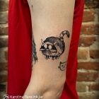 Catcoon z Don't Starve