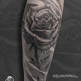 Tatuaż Róża w Black & Grey na łydce motyw: florystyczne styl: realistyczne