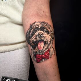 Tatuaż Shih Tzu na ręce motyw: kolorowe styl: realistyczne