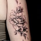 Peonia