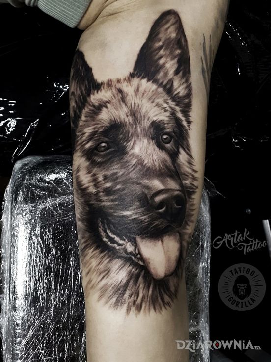 Tatuaż pies owczarek w motywie zwierzęta i stylu realistyczne na ramieniu