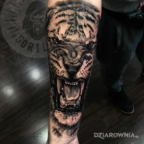 Tatuaż Tygrys na przedramieniu motyw: zwierzęta styl: realistyczne