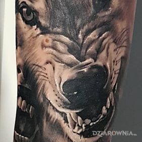 Tatuaż #wampire #wolf #tatoo na przedramieniu motyw: zwierzęta styl: realistyczne