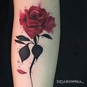 Tatuaż Czerwona różyczka na przedramieniu motyw: kolorowe
