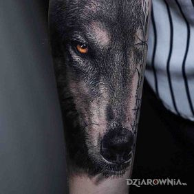 Tatuaż Pysk wilka na przedramieniu motyw: 3D styl: realistyczne