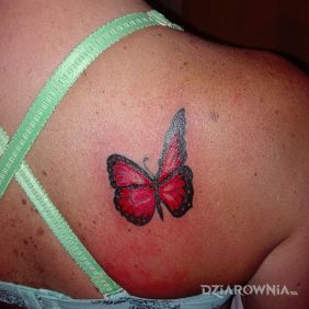 Tatuaż Motylek na łopatkach motyw: kolorowe