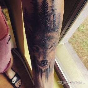 Tatuaż Wolf na przedramieniu motyw: zwierzęta