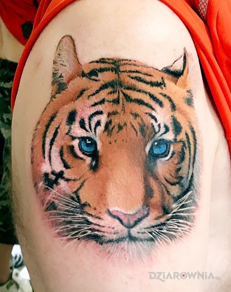 Tatuaż tygrys w motywie zwierzęta i stylu realistyczne na ramieniu