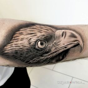 Tatuaż Orzeł na przedramieniu motyw: 3D styl: realistyczne