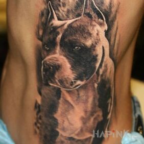 Tattoo Pitbull on the ribs motif: animals