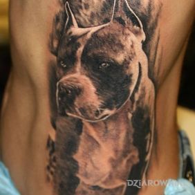 Tatuaż Pitbull na żebrach motyw: zwierzęta