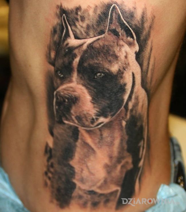 Tatuaż pitbull w motywie zwierzęta na żebrach
