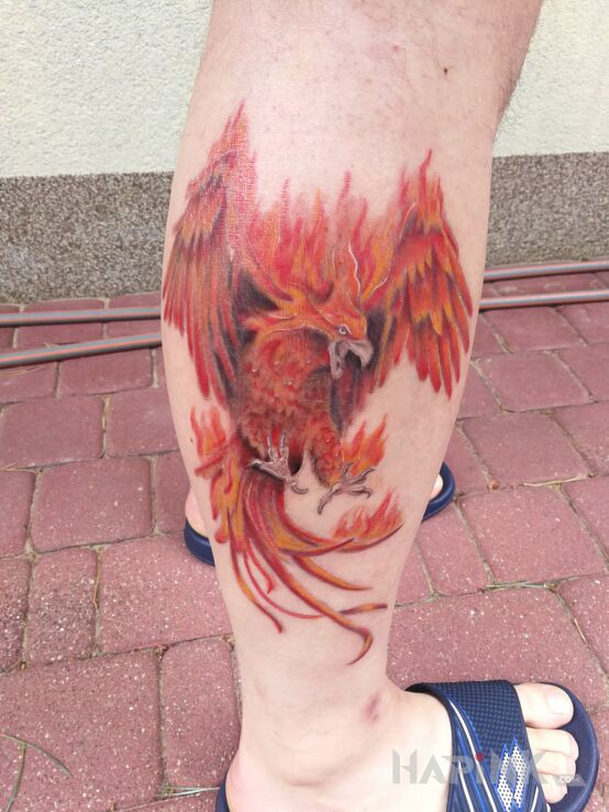 Tattoo Feniks in colorful motif on the calf