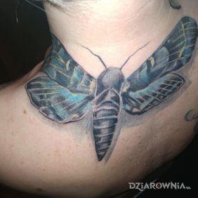 Tatuaż Ćma na plecach motyw: motyle