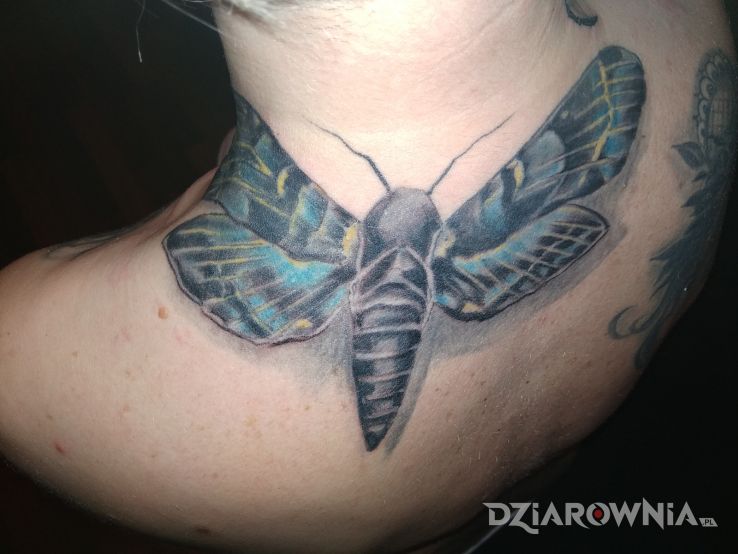 Tatuaż ćma w motywie motyle na plecach