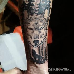 Tatuaż Wilk na przedramieniu motyw: zwierzęta