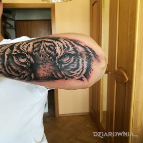 Tatuaż Tygrys... na przedramieniu motyw: zwierzęta