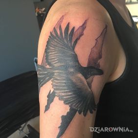 Tatuaż "Biały" kruk inny niż wszyscy na ramieniu motyw: zwierzęta