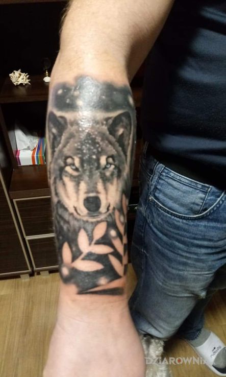 Tatuaż wilk w motywie zwierzęta i stylu realistyczne na przedramieniu