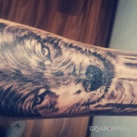 Tatuaż Wolf, wilk na przedramieniu motyw: zwierzęta styl: realistyczne