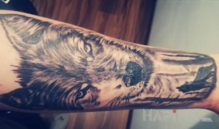 Tattoo Wolf, wilk in black and gray motif and realistic style on the forearm