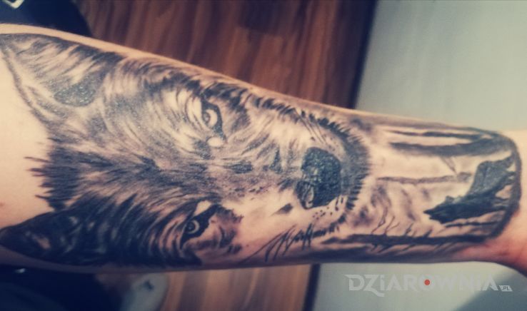 Tatuaż wolf wilk w motywie czarno-szare i stylu realistyczne na przedramieniu