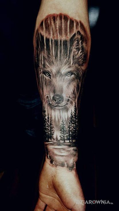 Tatuaż wilk w motywie czarno-szare i stylu realistyczne na przedramieniu