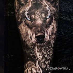 Tatuaż Magiczny wilk na przedramieniu motyw: czarno-szare styl: realistyczne