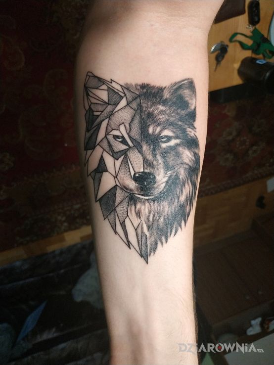 Tatuaż wolf w motywie czarno-szare i stylu realistyczne na przedramieniu