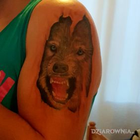 Tatuaż Wilk pod skórą na ramieniu motyw: zwierzęta styl: realistyczne