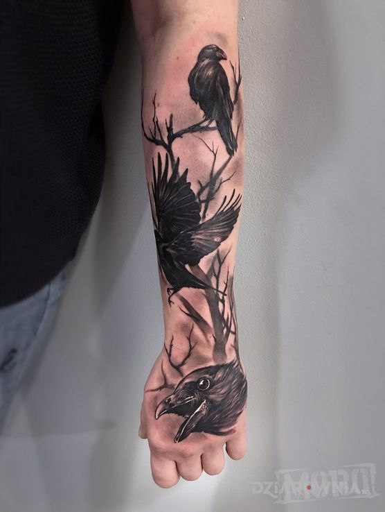 Tatuaż trzy kruki w motywie czarno-szare i stylu realistyczne na przedramieniu